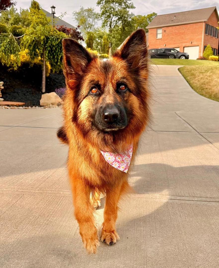 0a83ed0e-2d7f-49ff-b63c-e0ad9b15b515