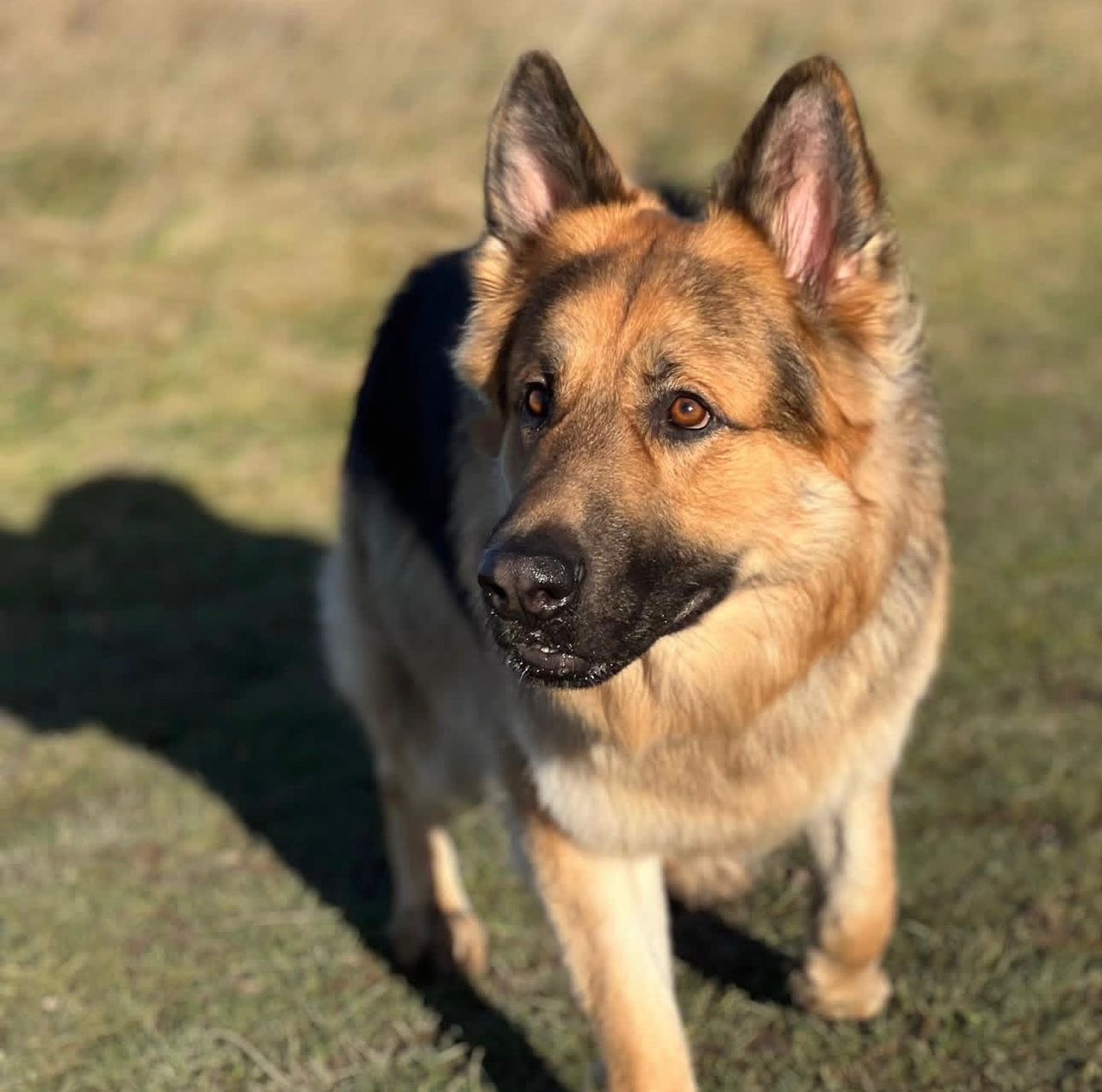 4a312265-70db-4ce3-b738-c54ce64889ab