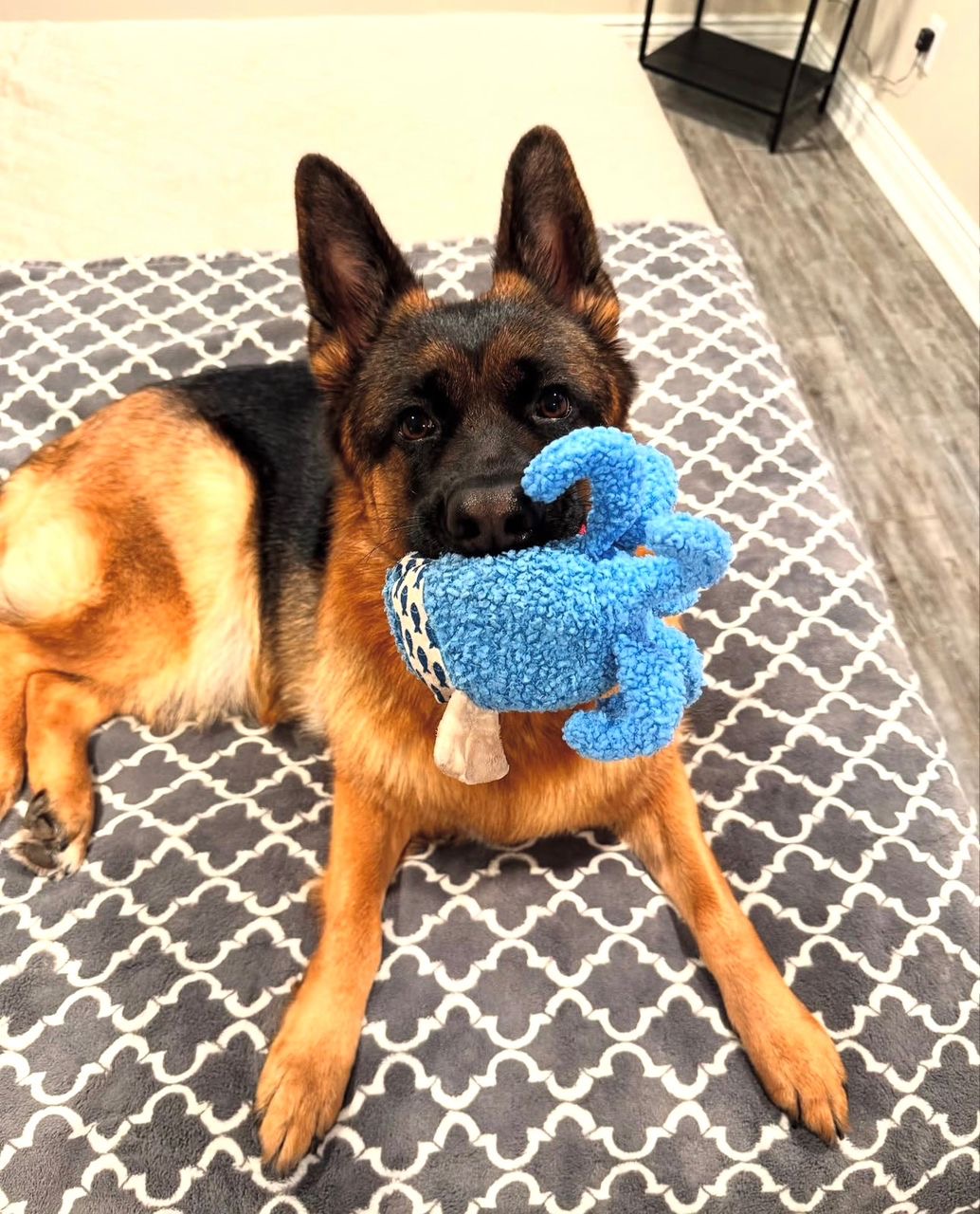 a82d7a9a-d131-41af-a18a-e354e38157e4