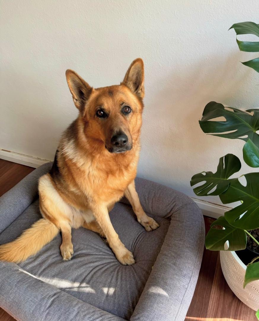 d4e3ca42-1d24-4e2b-b4bc-d16004b1dece